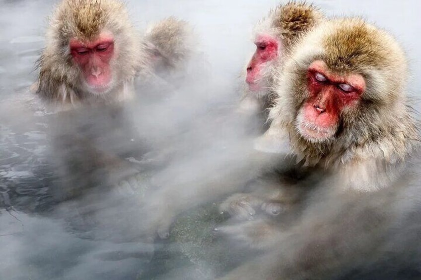 Snow monkeys!