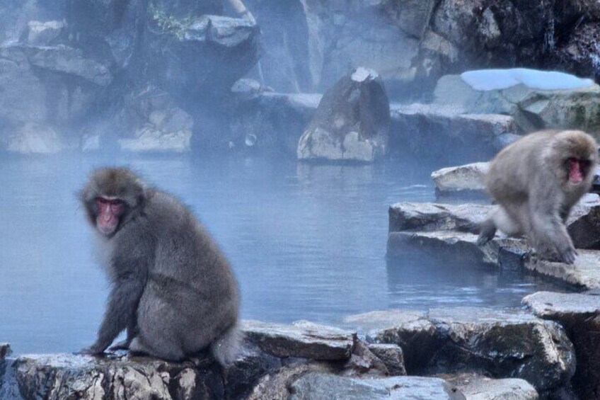 Snow monkeys from Tokyo: Full-Day Private trip with Local Guide