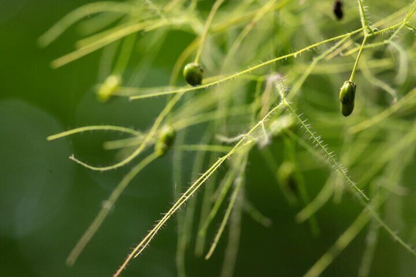 Detail of a plant