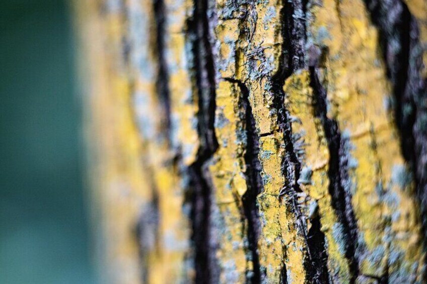 Trunk of a Tree