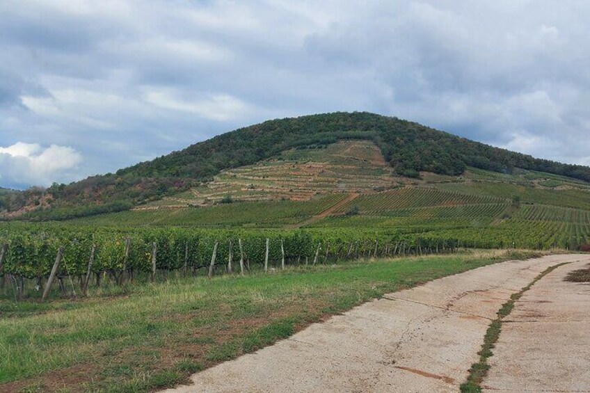 Old King vineyard in Mád