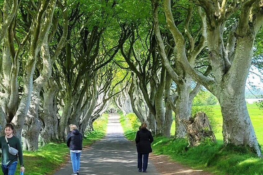 This beautiful avenue of beech trees was planted by the Stuart family in the eighteenth century.

It was intended as a compelling landscape feature to impress visitors as they approached the entrance 