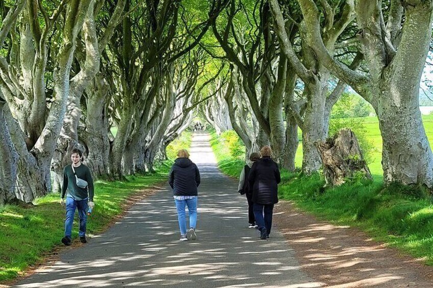 This beautiful avenue of beech trees was planted by the Stuart family in the eighteenth century.
It was intended as a compelling landscape feature to impress visitors as they approached the entrance