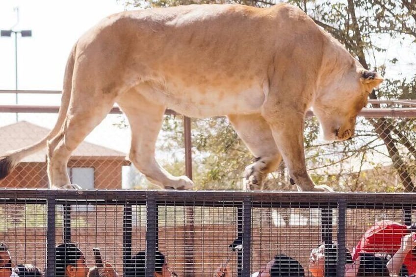 Full Day Tour to the Safari Park in Chile