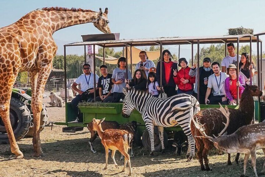Full Day Tour to the Safari Park in Chile