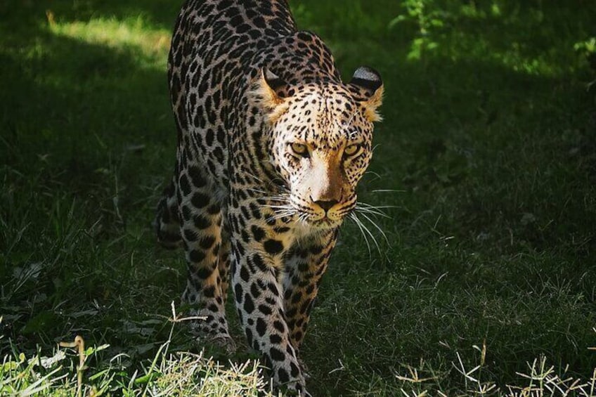 Full Day Tour to the Safari Park in Chile