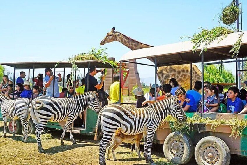 Full Day Tour to the Safari Park in Chile