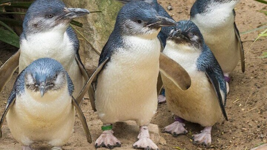 Puffing Billy And Phillip Island Penguin Parade Bus Tour