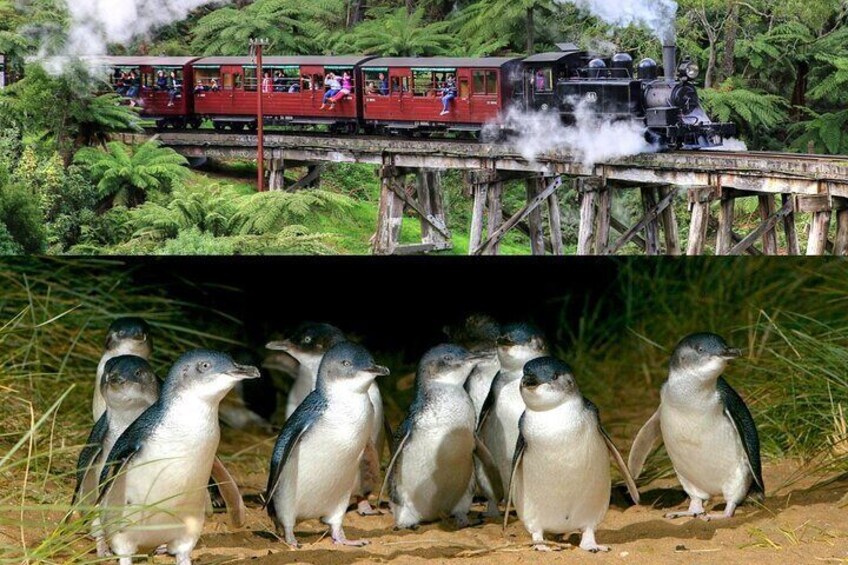 Puffing Billy And Phillip Island Penguin Parade Bus Tour