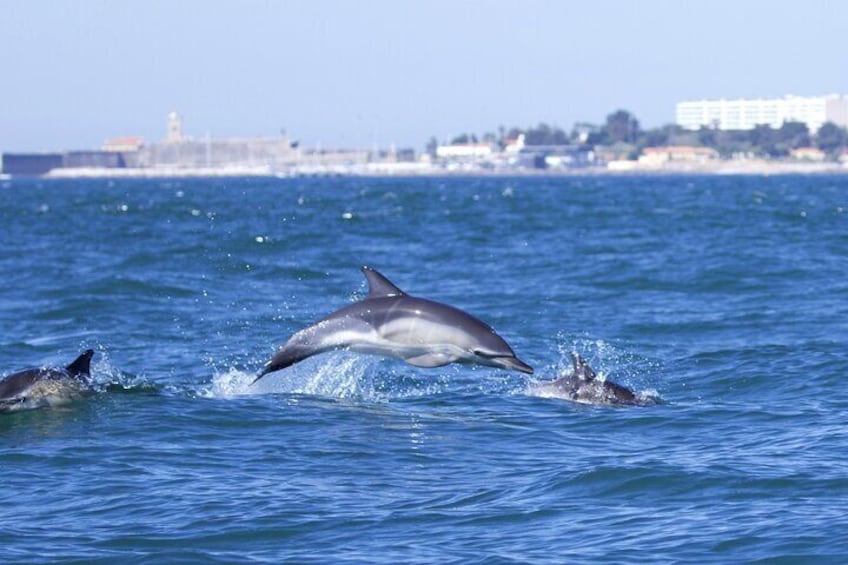 Dolphins Lisbon