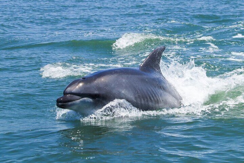 Bottlenose dolphin | Golfinho-roaz