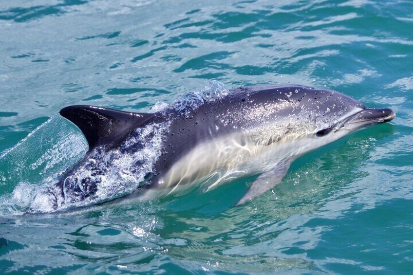 Common dolphin | Golfinho-comum