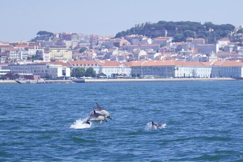 Common dolphin | Golfinho-comum