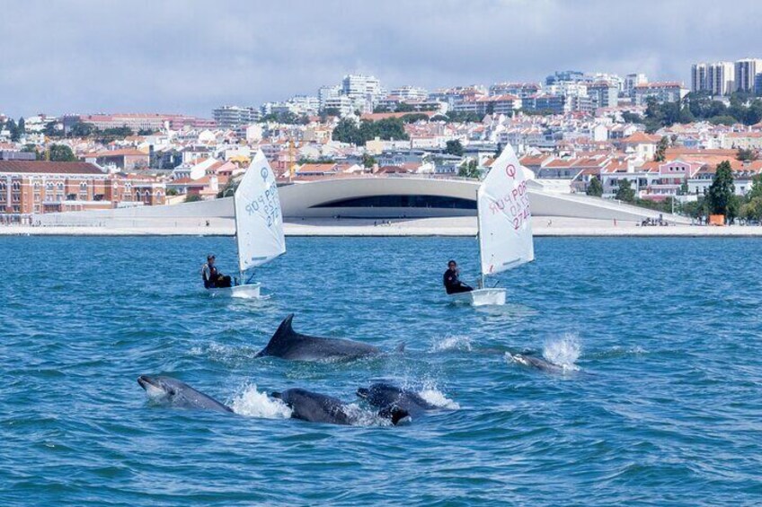 Bottlenose dolphin | Golfinho-roaz