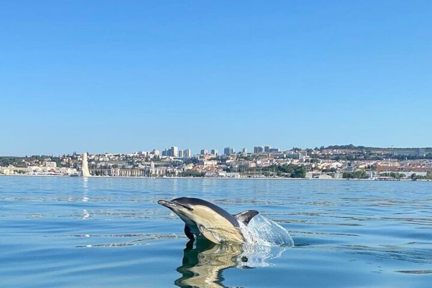 Dolphin Watching in Lisbon
