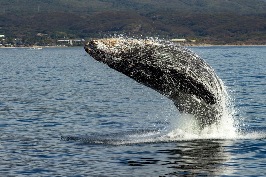 Humpback Whale-Watching Cruise with Breakfast, Lunch & Premium Open Bar