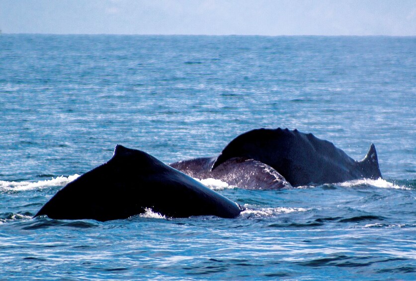 Whale Watching Cruise in Puerto Vallarta