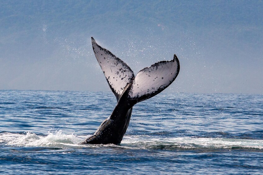 Humpback Whale-Watching Cruise with Breakfast, Lunch & Premium Open Bar