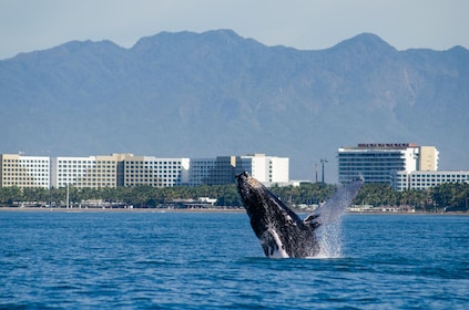 Crucero de avistamiento de ballenas jorobadas en Puerto Vallarta y Nuevo Va...