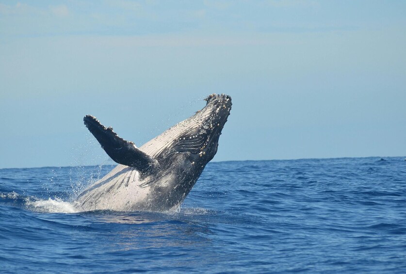 Whale Watching Cruise in Puerto Vallarta
