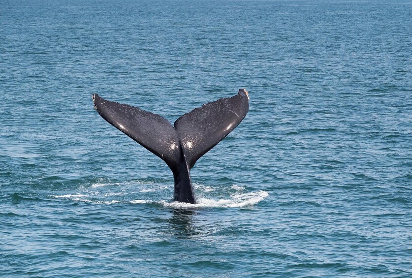 Whale Watching Cruise in Puerto Vallarta