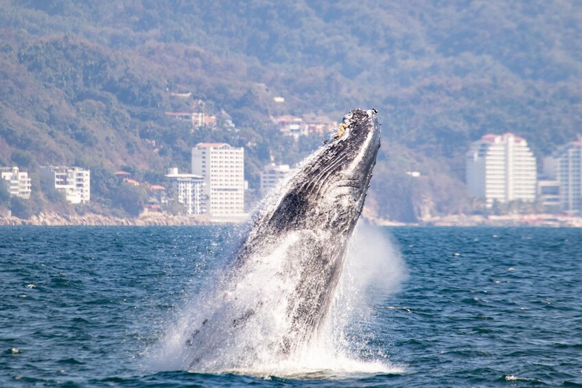 Humpback Whale-Watching Cruise with Breakfast, Lunch & Premium Open Bar