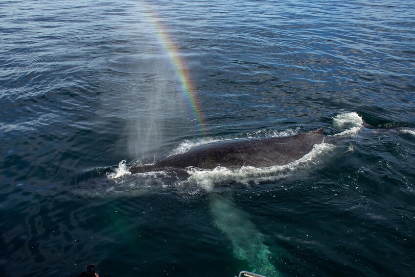 Humpback Whale-Watching Cruise with Breakfast, Lunch & Premium Open Bar