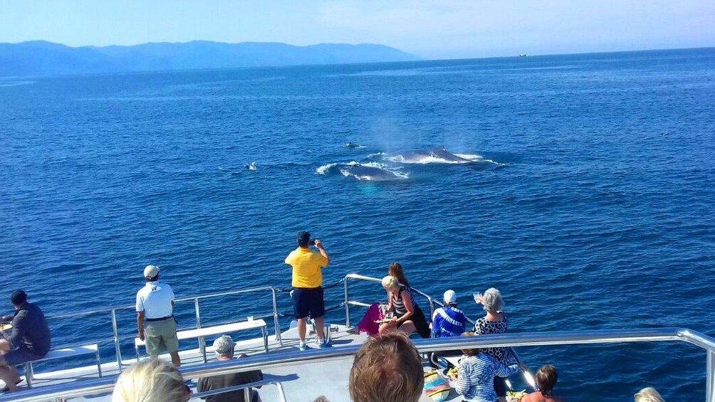 Whales next to a whale watching boat