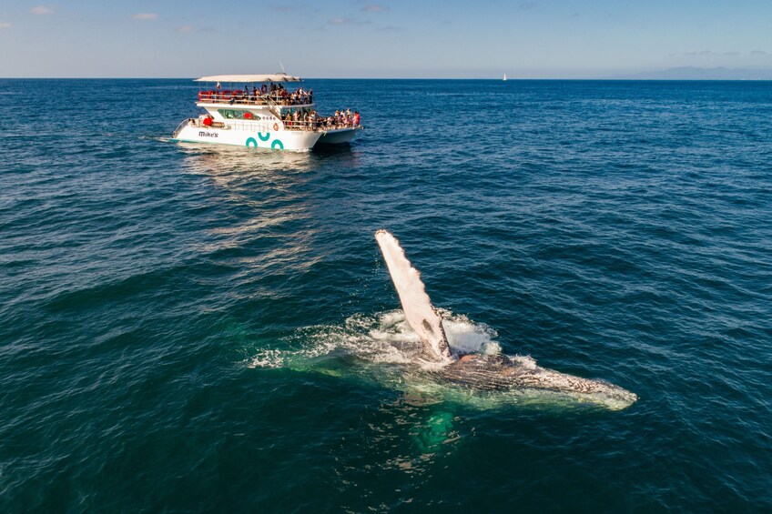 Humpback Whale-Watching Cruise with Breakfast, Lunch & Premium Open Bar