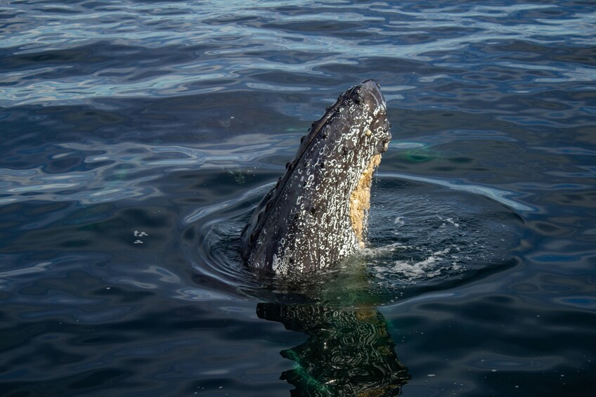 Humpback Whale-Watching Cruise with Breakfast, Lunch & Premium Open Bar