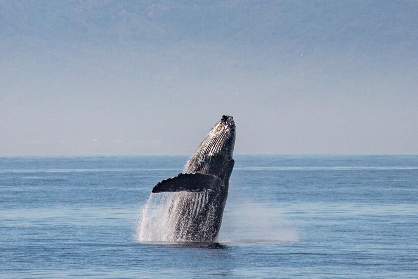 Humpback Whale-Watching Cruise with Breakfast, Lunch & Premium Open Bar