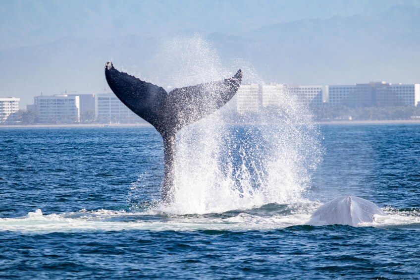 Humpback Whale-Watching Cruise with Breakfast, Lunch & Premium Open Bar