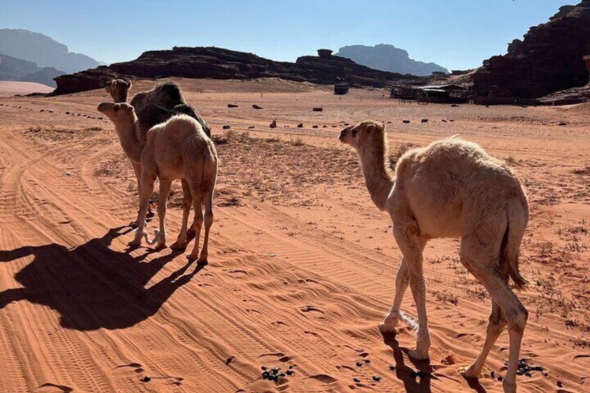 Private 1 Day Wadi Rum Desert Tour