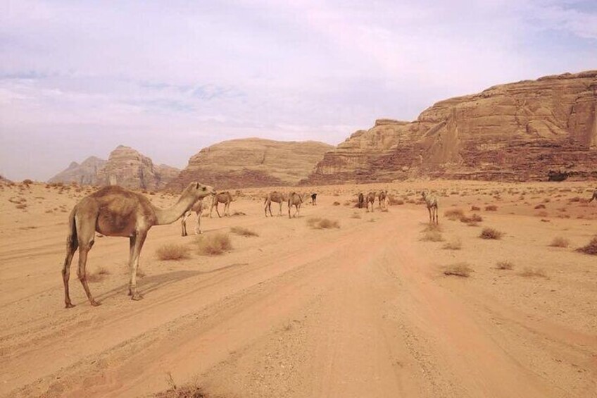 Private 1 Day Wadi Rum Desert Tour