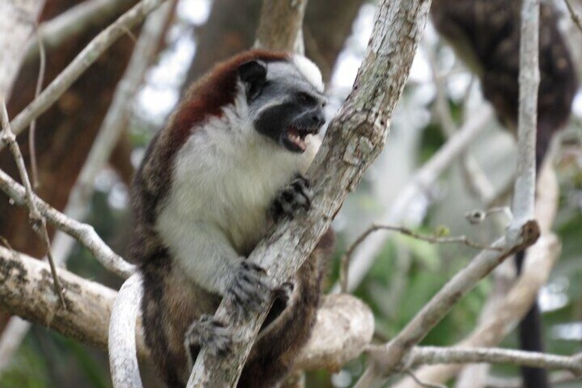 Guided Boat Tour of Sloth Sanctuary and Gamboa Wildlife in Panama