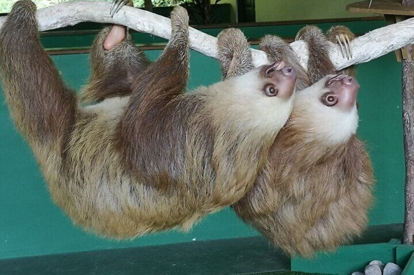 Guided Boat Tour of Sloth Sanctuary and Gamboa Wildlife in Panama