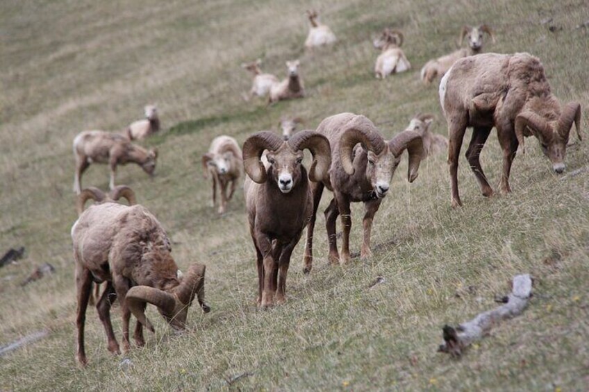 Banff National Park Adventure from Calgary /Small group 