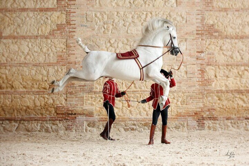 Equestrian Show Royal Stables of Córdoba