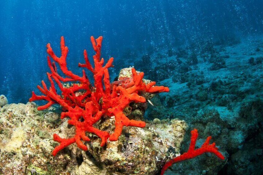 Taormina and Isola Bella Boat Tour: with Snorkeling and Aperitif