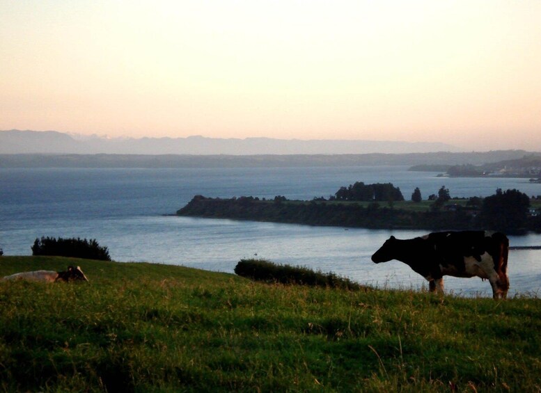 Picture 3 for Activity Llanquihue Lake Trip