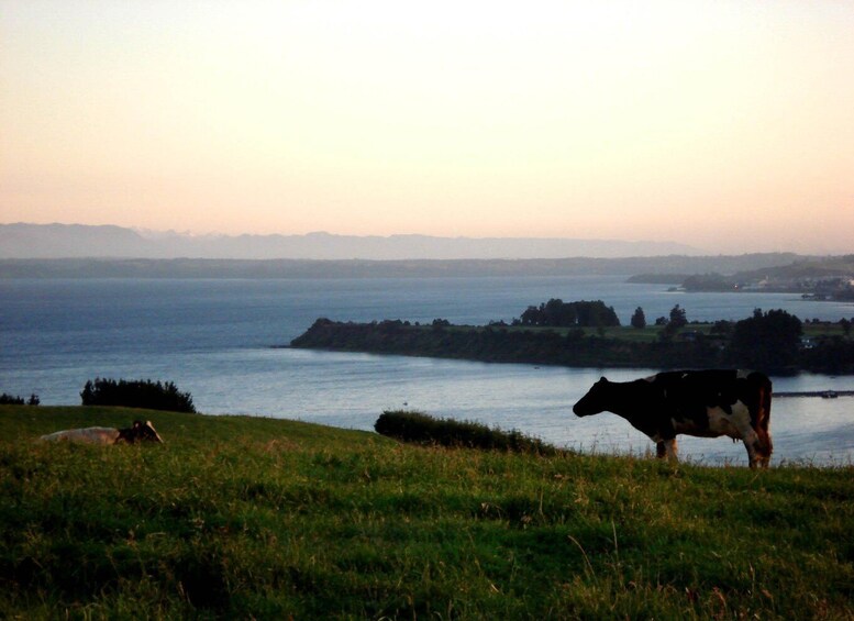 Picture 3 for Activity Llanquihue Lake Trip