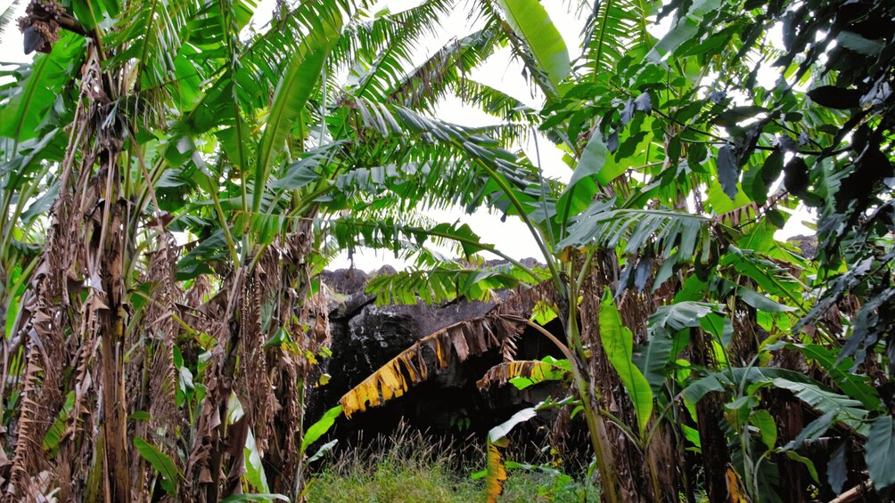 Picture 7 for Activity Volcanic Refuges: Excursion to Underground Civilization