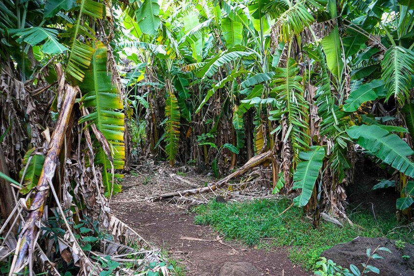 Picture 2 for Activity Volcanic Refuges: Excursion to Underground Civilization