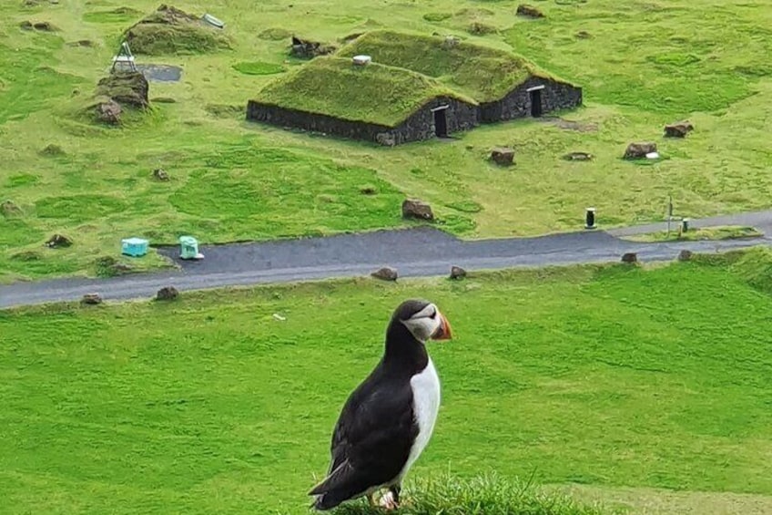 Eyjascooter Puffin Tour in Iceland