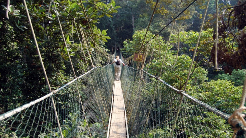 Full-Day Excursion to Taman Negara National Park