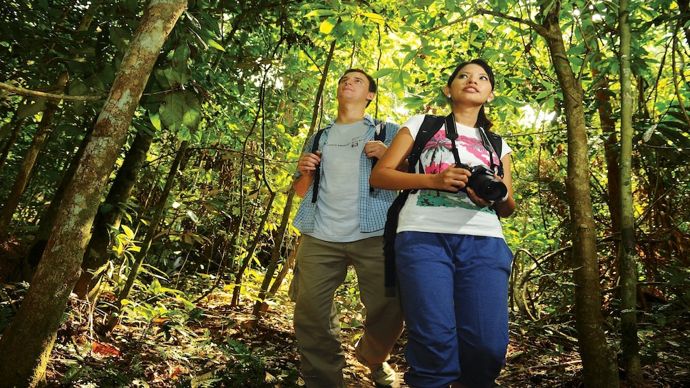 Full-Day Excursion to Taman Negara National Park