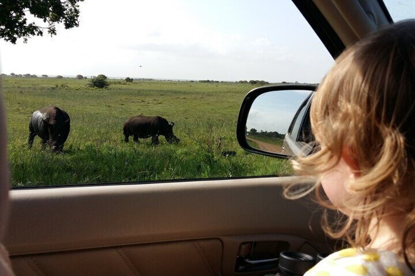 Child watching rhinos