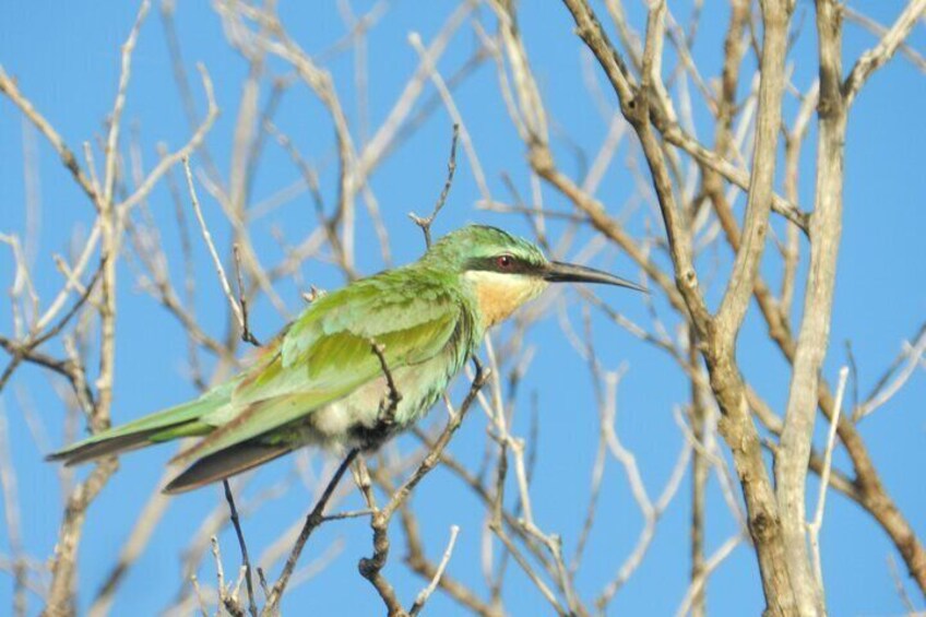 Beautiful birds to find