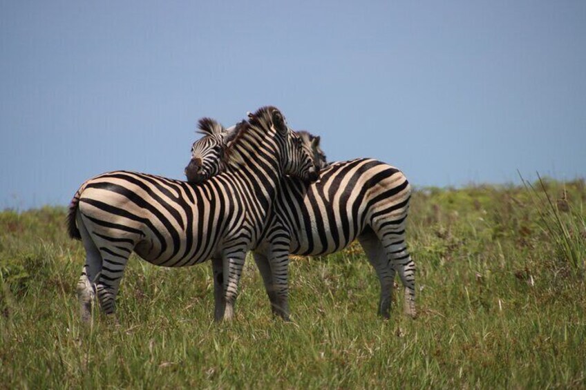 Zebra love