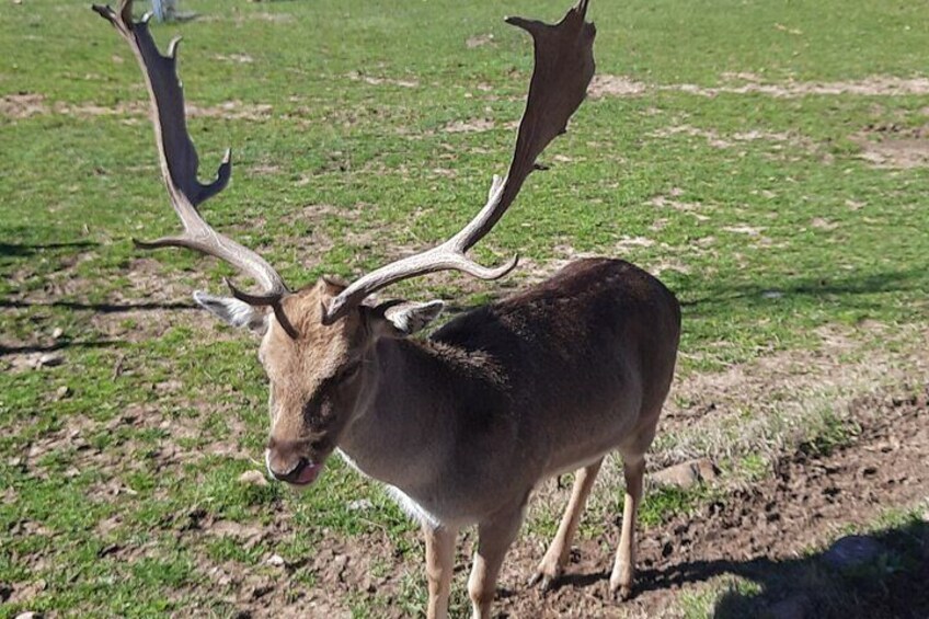 Carlitos, the local deer that lets you pet him